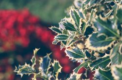 Holly branch for Christmas background