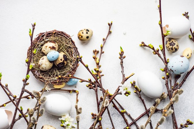 Easter card concept with branches with bird's nest and a variety of eggs