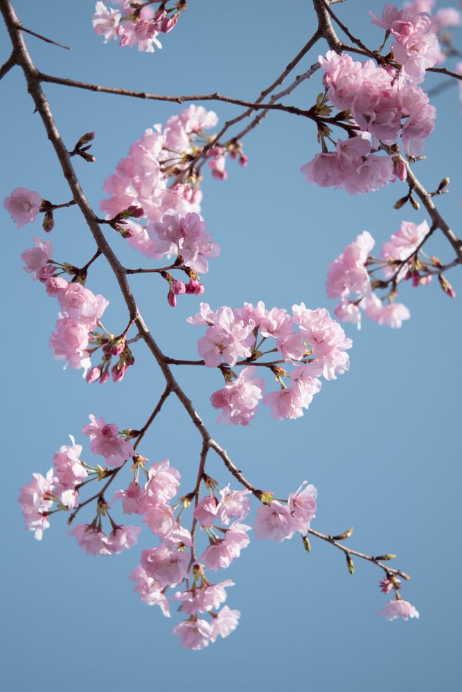 Cherry blossom under blue sky