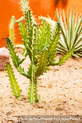 Close up of cactus 5r9PRZ