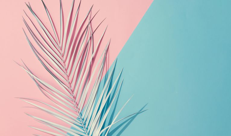 Tropical painted leaf on pink and blue background
