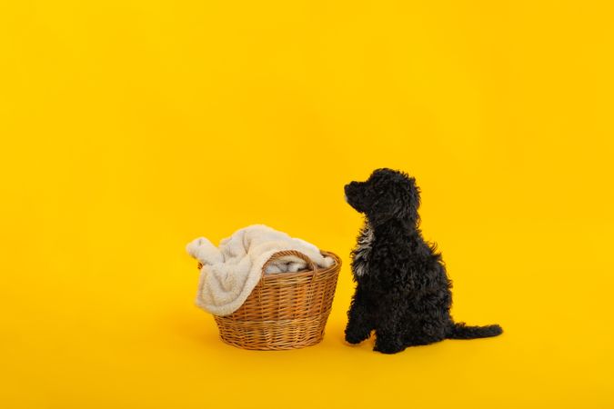 Dog sitting tall by weaved basket with blanket