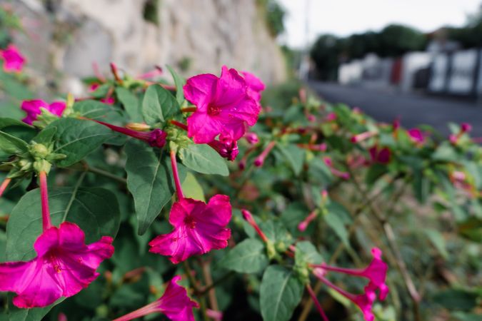 the vibrant beauty of Mirabilis jalapa, commonly known as bunga pukul empat or the four o’clock flower