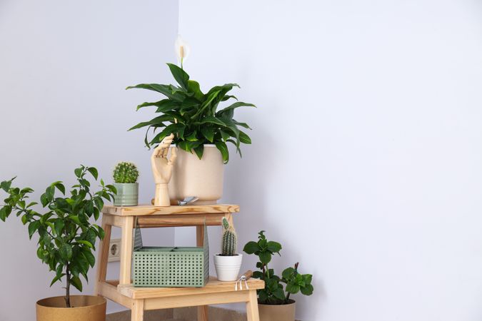 Cozy hobby - growing indoor plants at home
