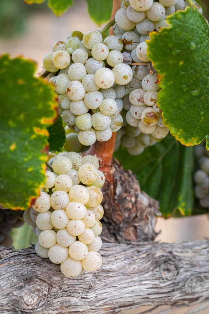 Vineyard with Lush, Ripe Wine Grapes on the Vine Ready for Harvest