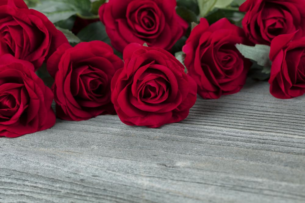 Close up of a lovely red rose on weathered wood background