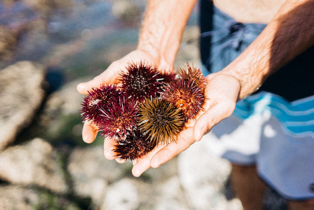 Handful of sea urchins at the beach
