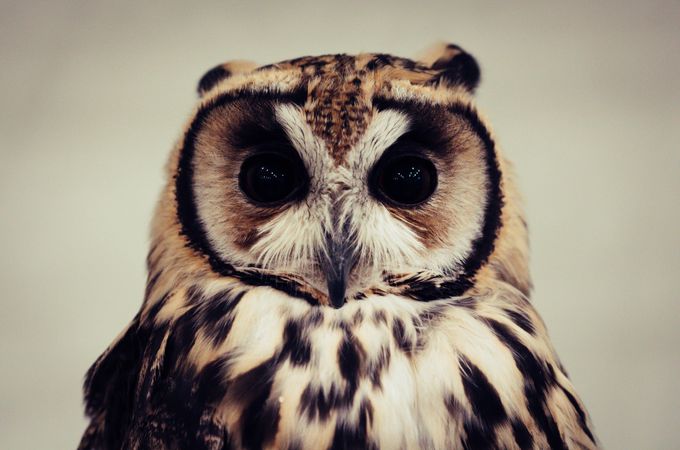 Owl