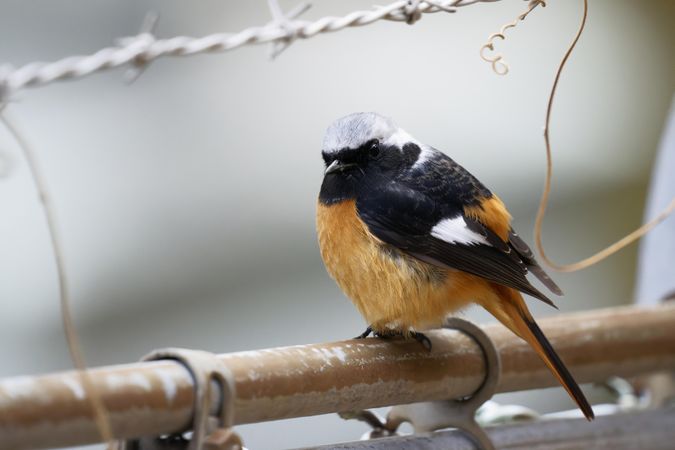 Bird perched on fence with barbed wire