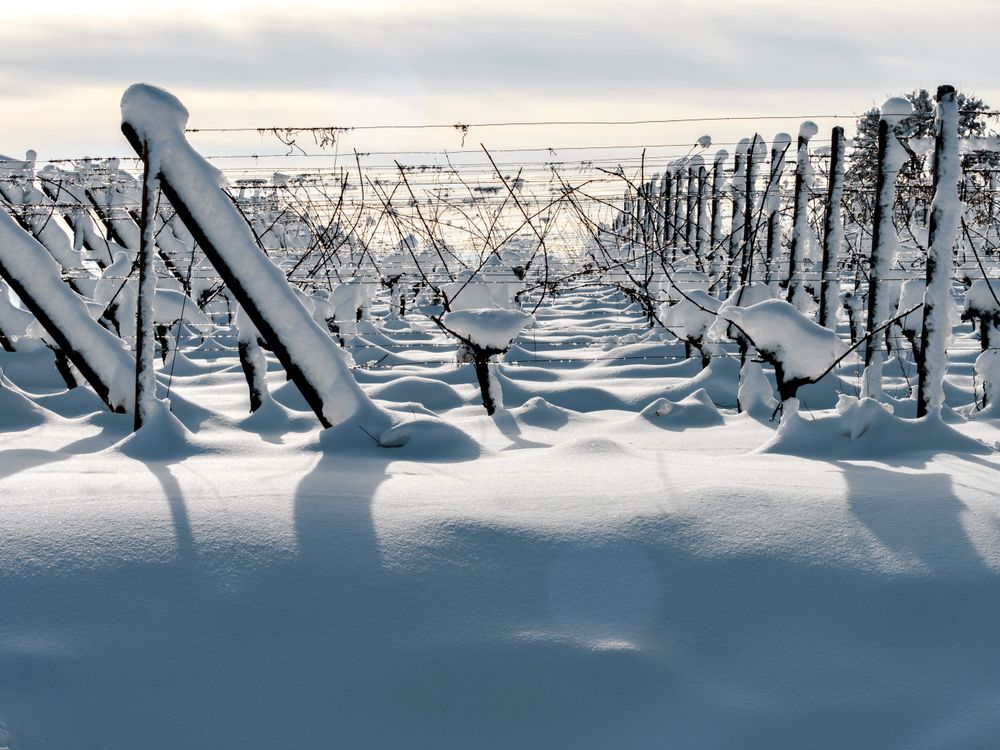 Alsace vineyards under heavy snow on a sunny winter day. Details and top view.