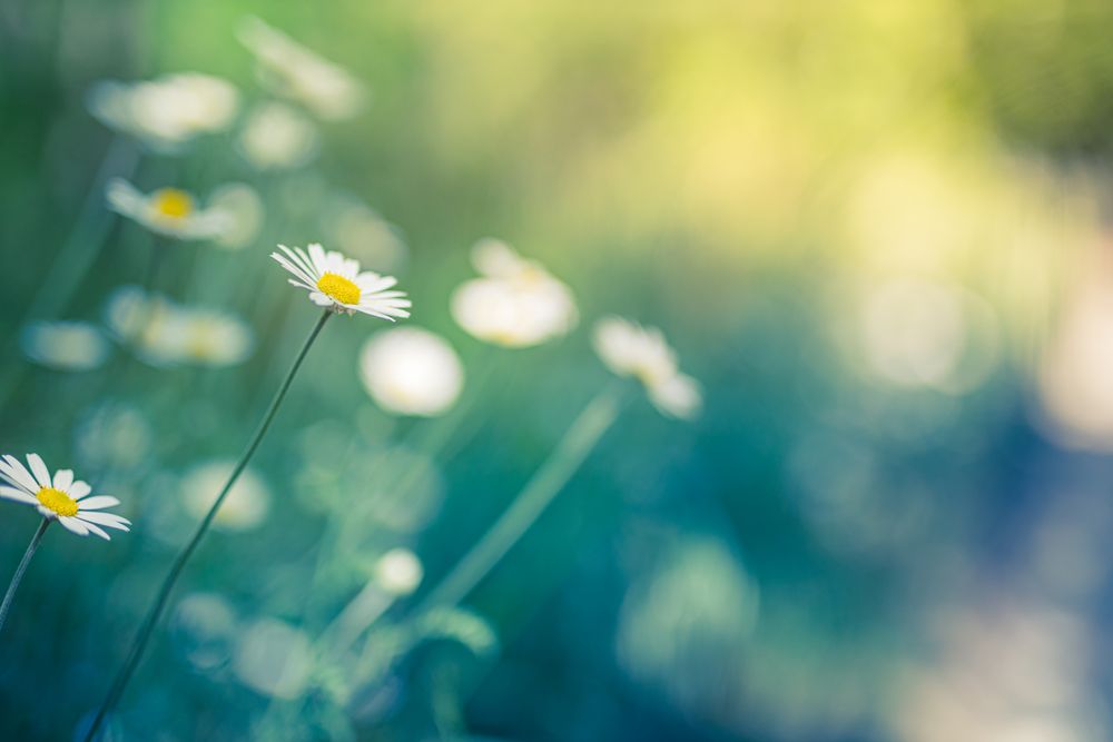 Daisies with selective focus and copy space
