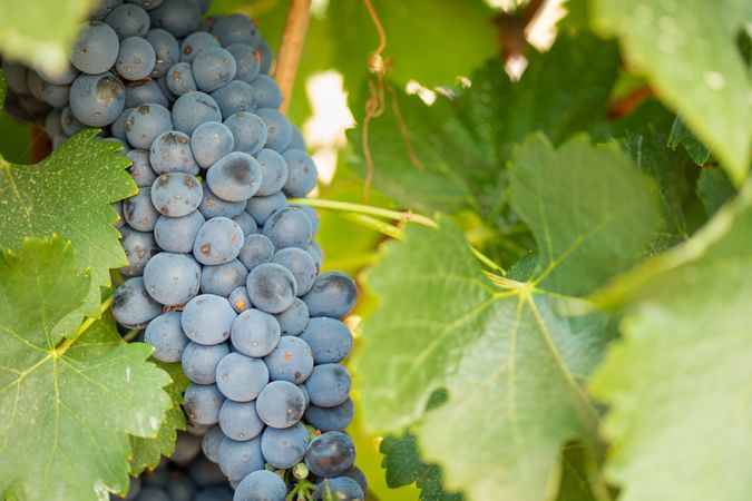 Vineyard with Lush, Ripe Wine Grapes on the Vine Ready for Harvest