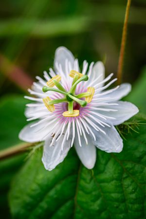Passiflora foetida, rambusa flower