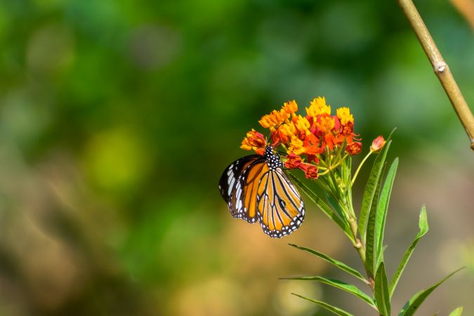 A beautiful orange Striped Tiger Butterfly perched on a bunch of flowers at a park in Mumbai, India