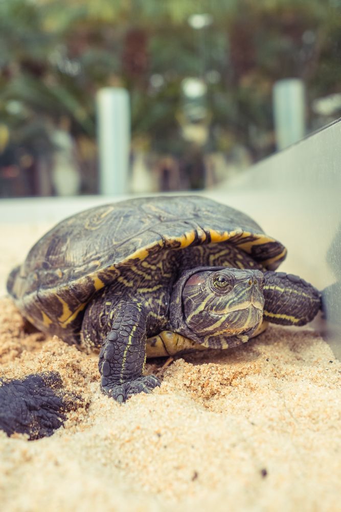 Turtle crawling on sandy ground