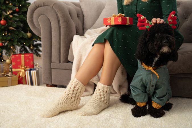 Concept of Merry Christmas, Christmas dog, space for text