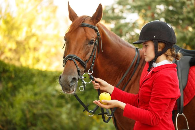 Pedigree horse being fed by female equestrian in red uniform