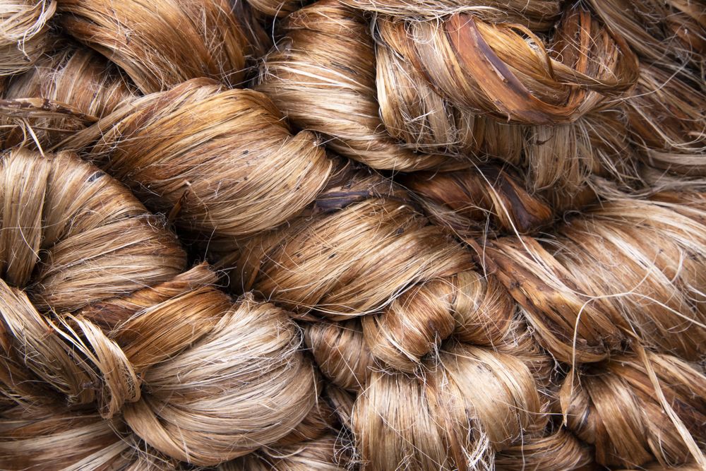 Thick Golden bundle of Wet raw jute fiber Texture Background