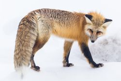 Fox in snow