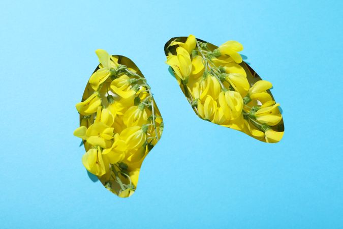 Lung shape cut out of blue paper with yellow flowers underneath, pollen concept