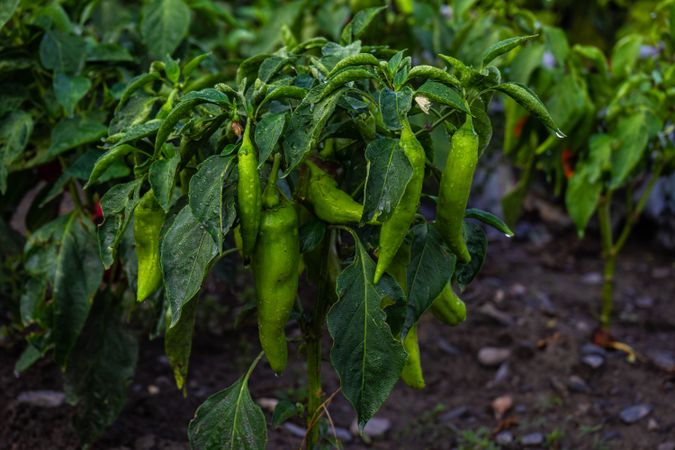Farm field with green hot chilli pepper