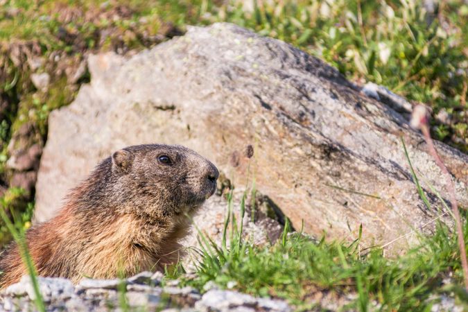 Cute marmot on meadow in Switzerland