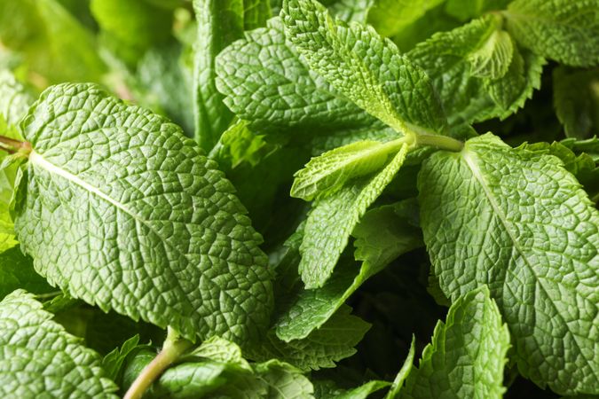 Green mint texture background on whole background, close up