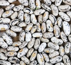 Dried green pole beans in filled frame format