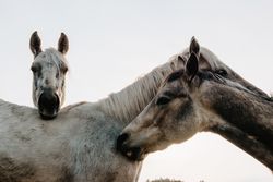Funny horses on meadow