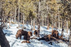 Buffaloes pasturing between trees and snow