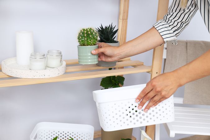 Cozy hobby - growing indoor plants at home