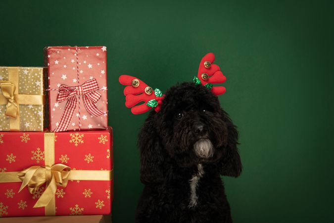 Concept of Merry Christmas, funny Christmas dog