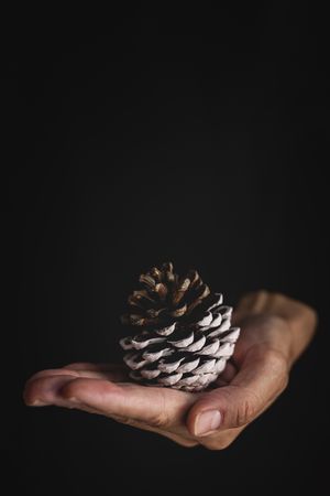 Crop person with handful of conifer cones