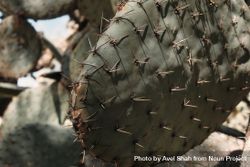 Spikes on cactus in the sun 5RlOWb