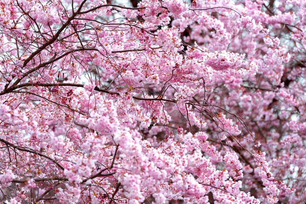 Cherry tree blossom, full frame background