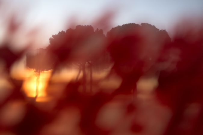 Defocused trees in sunset valley