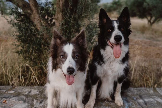 Border Collie dogs sitting on brick fence in countryside