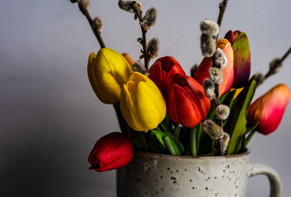Easter card concept with cup of tulips and pussy willow