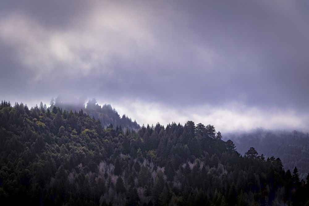 Overcast day over green trees on a hill