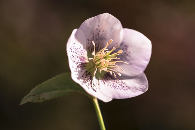 Small pink flower with long pistils