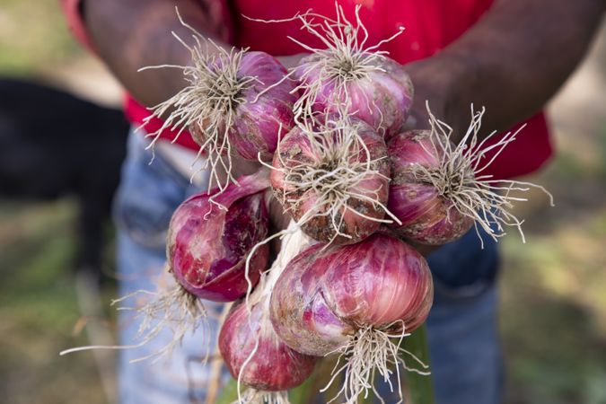 Farmer's Hand Holding A Bunch of Red Onions in the Field During Harvest Season in the Countryside of Bangladesh
