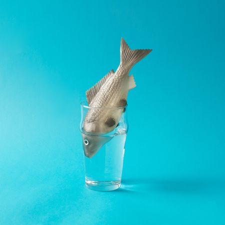 Fish in glass of water