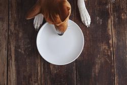 Dog explores an empty plate on wooden floor