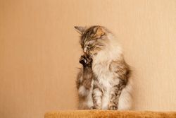 Elegant grey cat sitting up licking its feet