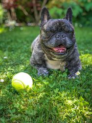 Panting French Bulldog