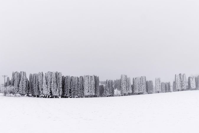 A wintry scene of a line of trees against a field