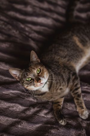 Cat lying on comfortable bed