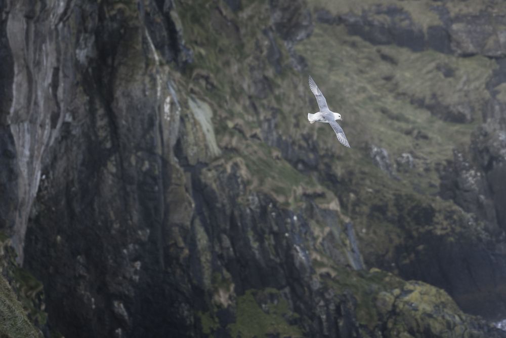 Bird flying above mountain