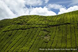 Tea crops, among the hills of Cameron Highlands in Tanah Rata, Malaysia 4dXvL4