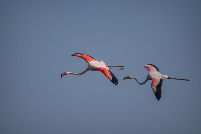 Two greater flamingos flying high in the blue sky at Thol Bird Sanctuary in Gujarat, India